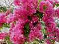 Helen Johnson Bougainvillea / Bougainvillea 